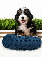 Rainier , a male Miniature Bernedoodle for sale in Loxahatchee, FL – 4 of 10