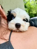 Bluey , a female Miniature Bernedoodle for sale in Loxahatchee, FL – 3 of 5
