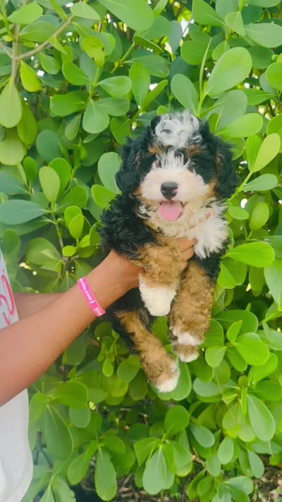Alex, a male Miniature Bernedoodle for sale in Loxahatchee, FL – 6 of 7