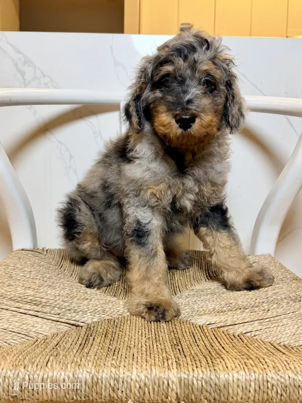 Armani  – Bernedoodle puppy for sale in Loxahatchee, FL