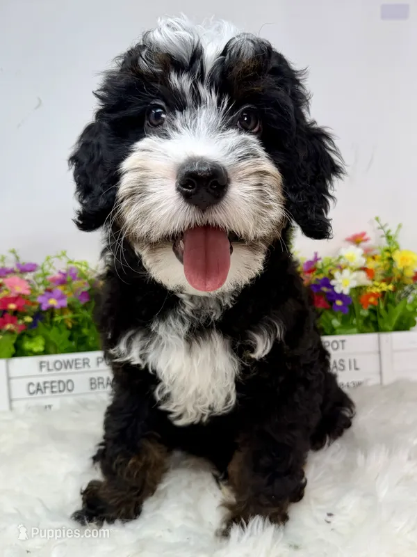 Renaldo  – Miniature Bernedoodle puppy for sale in Loxahatchee, FL