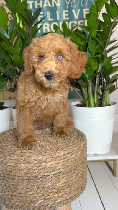 Archie - Blue eyes , a male Miniature Goldendoodle for sale in Loxahatchee, FL – 6 of 6