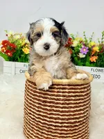 Mochi , a female Bernedoodle for sale in Loxahatchee, FL – 2 of 9