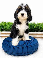 My Guy - mini , a male Miniature Bernedoodle for sale in Loxahatchee, FL – 4 of 4