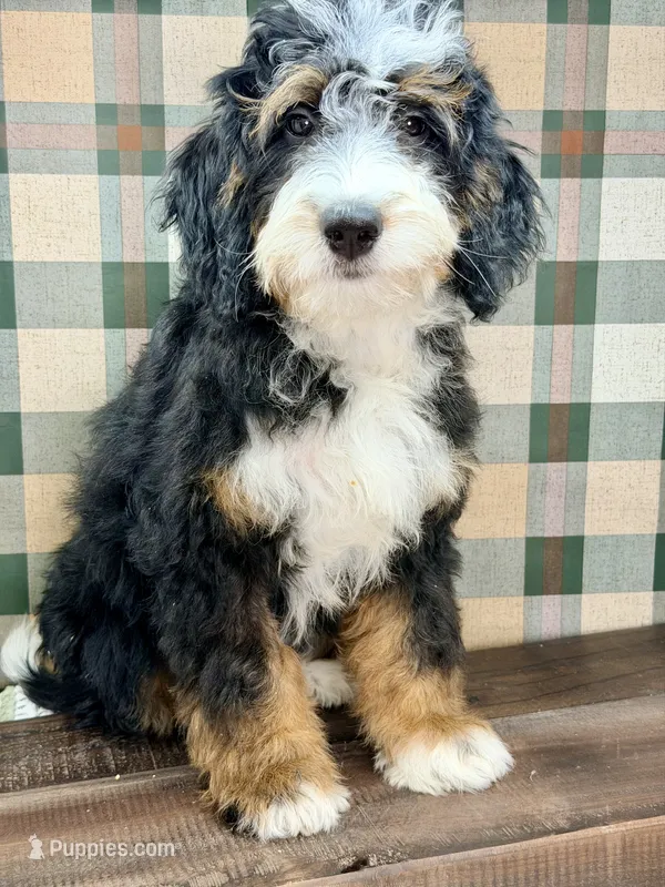 Sequoia -Mini – Miniature Bernedoodle puppy for sale in Loxahatchee, FL