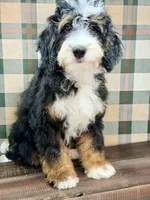 Sequoia -Mini, a female Miniature Bernedoodle for sale in Loxahatchee, FL – 1 of 10
