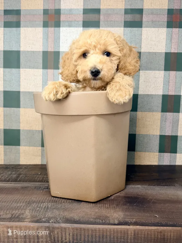Jordan  – Miniature Goldendoodle puppy for sale in Loxahatchee, FL