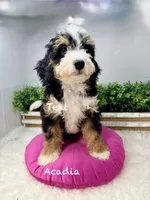 Acadia , a female Miniature Bernedoodle for sale in Loxahatchee, FL – 3 of 5