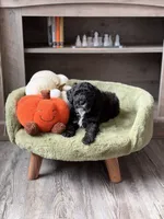 Pupperoni , a male Miniature Goldendoodle for sale in Saint Cloud, FL – 3 of 3