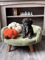 Pie , a female Miniature Goldendoodle for sale in Saint Cloud, FL – 4 of 4