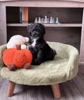 Pupperoni , a male Miniature Goldendoodle for sale in Saint Cloud, FL – 2 of 3