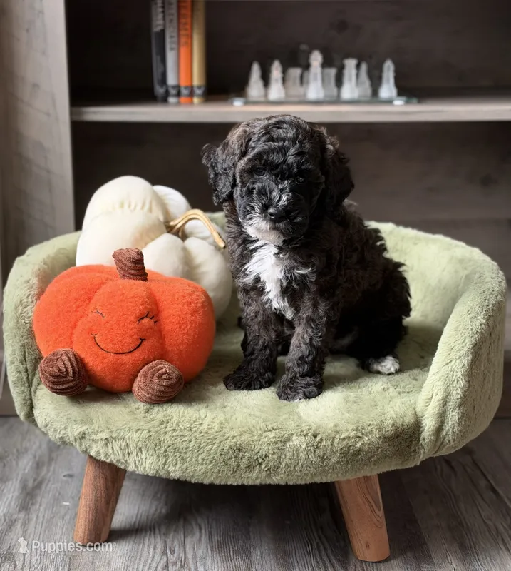 Dough Boy  – Miniature Goldendoodle puppy for sale in Saint Cloud, FL