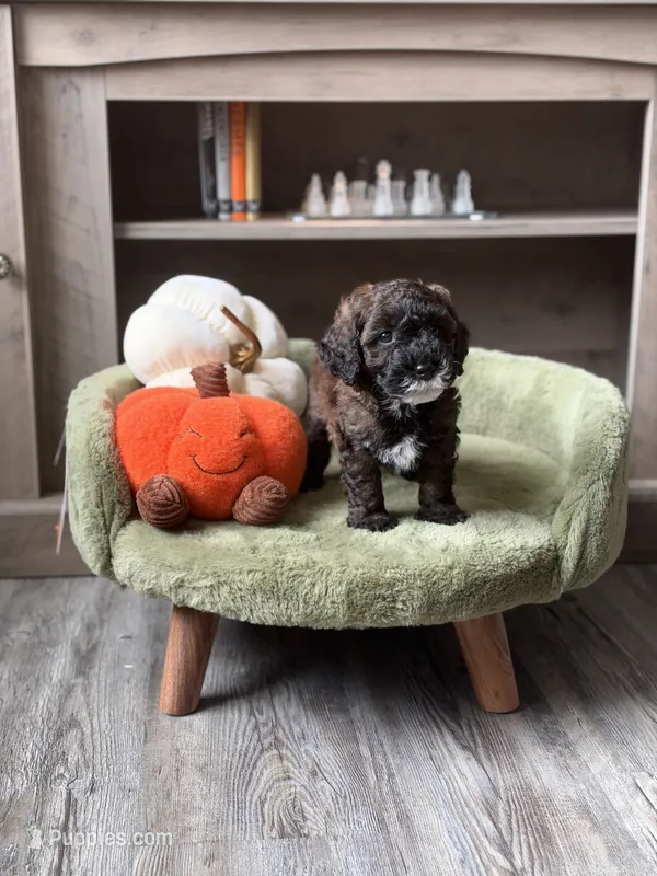 Olive  – Miniature Goldendoodle puppy for sale in Saint Cloud, FL