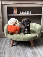 Olive , a female Miniature Goldendoodle for sale in Saint Cloud, FL – 1 of 3