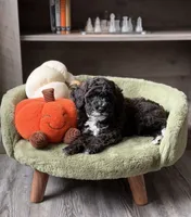 Dough Boy , a male Miniature Goldendoodle for sale in Saint Cloud, FL – 3 of 3