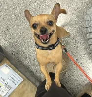 Henry Alexander, a male Chihuahua for sale in Lutz, FL – 1 of 5