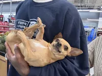 Henry Alexander, a male Chihuahua for sale in Lutz, FL – 5 of 5