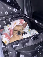 Henry Alexander, a male Chihuahua for sale in Lutz, FL – 3 of 5