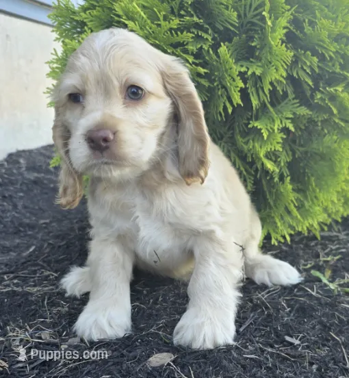 Buddy – Cocker Spaniel puppy for sale in Clyde, NY