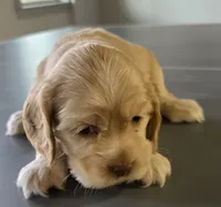 Buddy, a male Cocker Spaniel for sale in Clyde, NY – 1 of 2