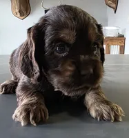 Holly, a female Cocker Spaniel for sale in Clyde, NY – 3 of 5