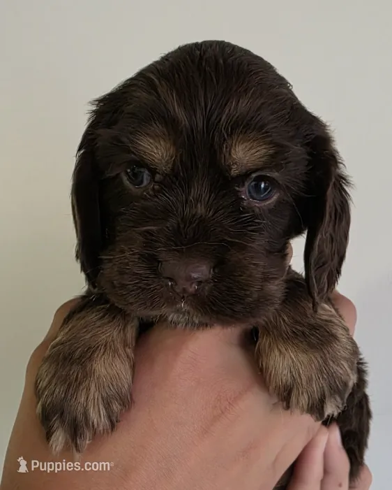Gracie – Cocker Spaniel puppy for sale in Clyde, NY