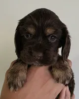 Gracie, a female Cocker Spaniel for sale in Clyde, NY – 1 of 2