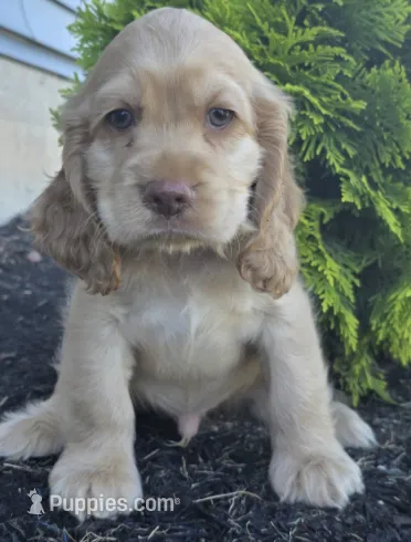 Bruce – Cocker Spaniel puppy for sale in Clyde, NY