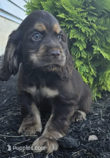 Holly – Cocker Spaniel puppy for sale in Clyde, NY