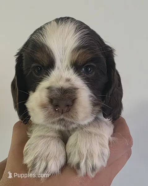 Cooper – Cocker Spaniel puppy for sale in Clyde, NY