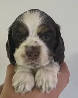 Cooper, a male Cocker Spaniel for sale in Clyde, NY – 1 of 1