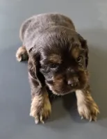 Holly, a female Cocker Spaniel for sale in Clyde, NY – 4 of 5