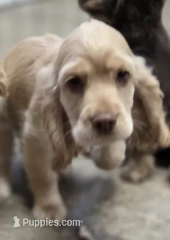 Buddy – Cocker Spaniel puppy for sale in Clyde, NY