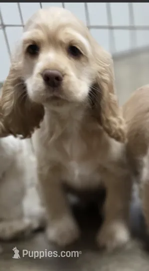 Max – Cocker Spaniel puppy for sale in Clyde, NY