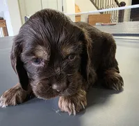 Gracie, a female Cocker Spaniel for sale in Clyde, NY – 2 of 2
