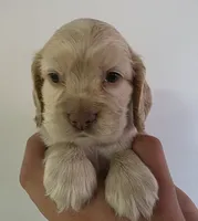 Max, a male Cocker Spaniel for sale in Clyde, NY – 2 of 2
