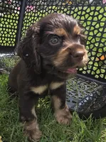 Holly, a female Cocker Spaniel for sale in Clyde, NY – 5 of 5
