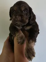 Holly, a female Cocker Spaniel for sale in Clyde, NY – 2 of 5