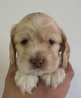 Buddy, a male Cocker Spaniel for sale in Clyde, NY – 2 of 2