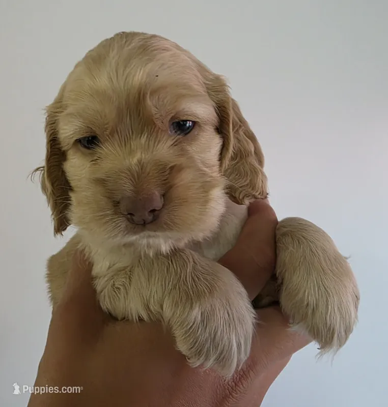 Bruce – Cocker Spaniel puppy for sale in Clyde, NY