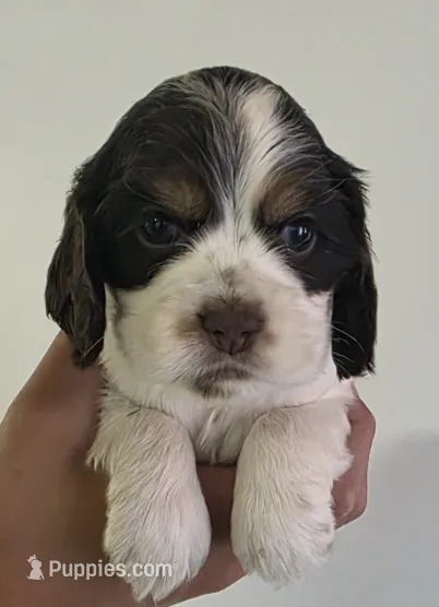  Daisy – Cocker Spaniel puppy for sale in Clyde, NY