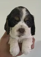  Daisy, a female Cocker Spaniel for sale in Clyde, NY – 1 of 1