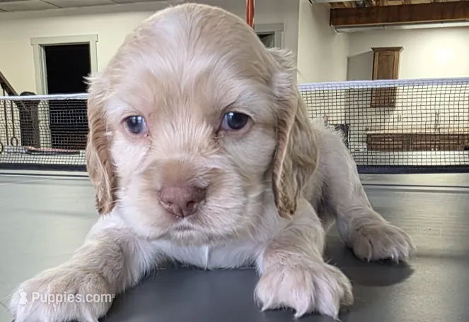 Max – Cocker Spaniel puppy for sale in Clyde, NY