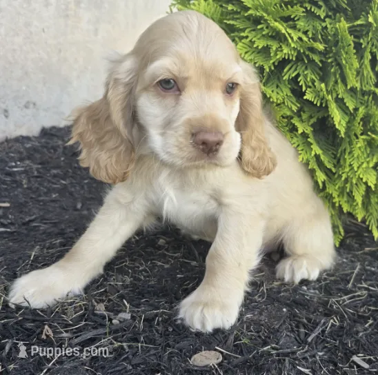 Max – Cocker Spaniel puppy for sale in Clyde, NY