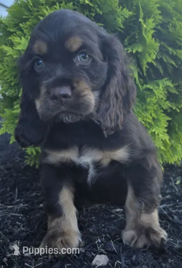 Bailey  – Cocker Spaniel puppy for sale in Clyde, NY