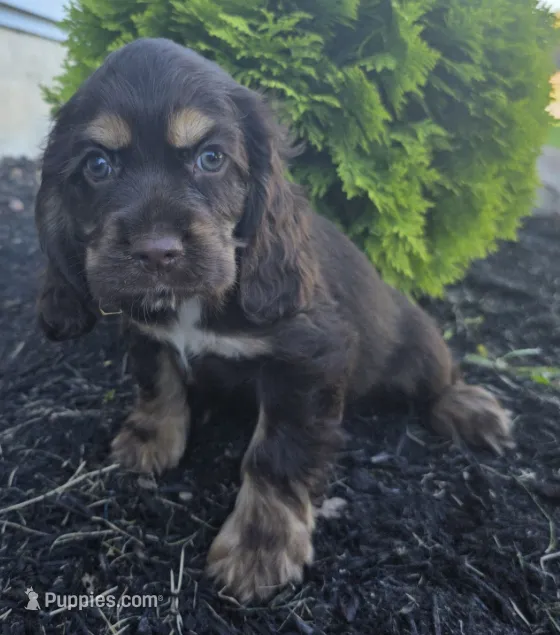 Gracie – Cocker Spaniel puppy for sale in Clyde, NY