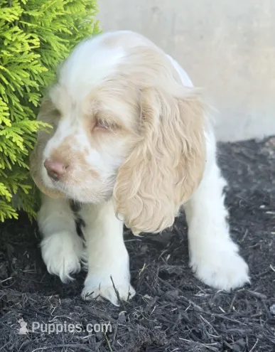 Charlie – Cocker Spaniel puppy for sale in Clyde, NY