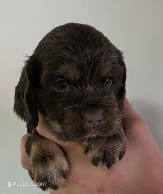 Bailey  – Cocker Spaniel puppy for sale in Clyde, NY