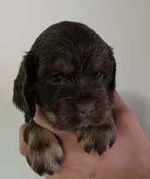 Bailey , a male Cocker Spaniel for sale in Clyde, NY – 1 of 1