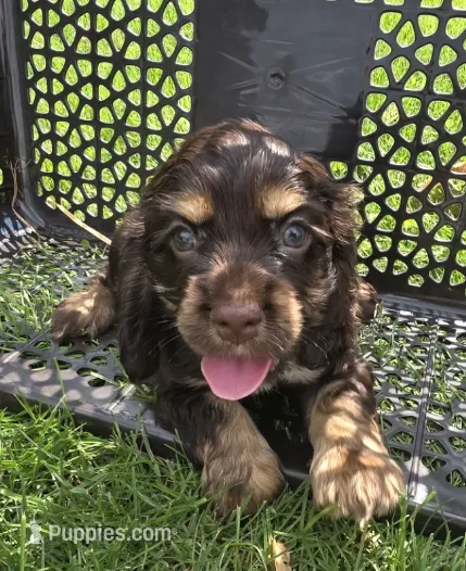 Holly – Cocker Spaniel puppy for sale in Clyde, NY